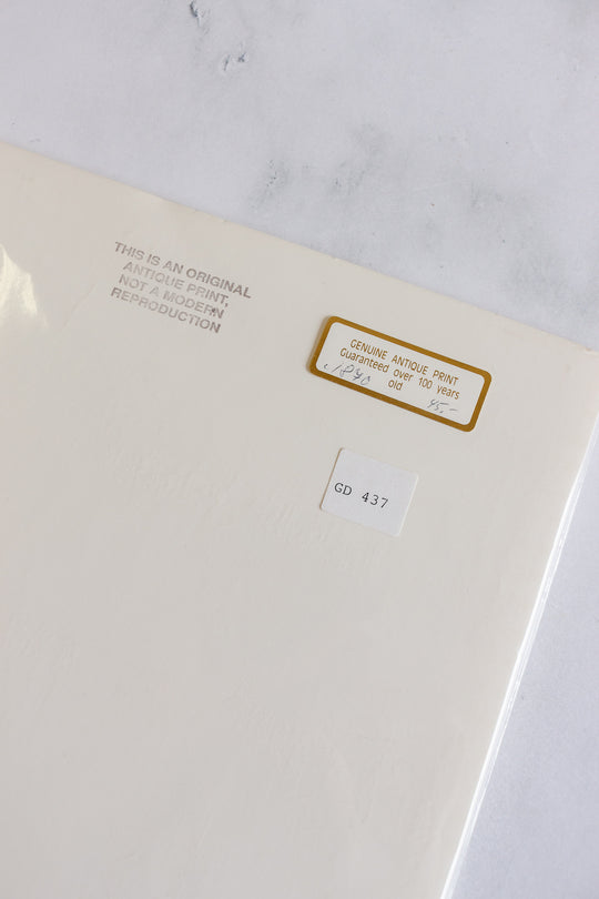 antique ornithological prints