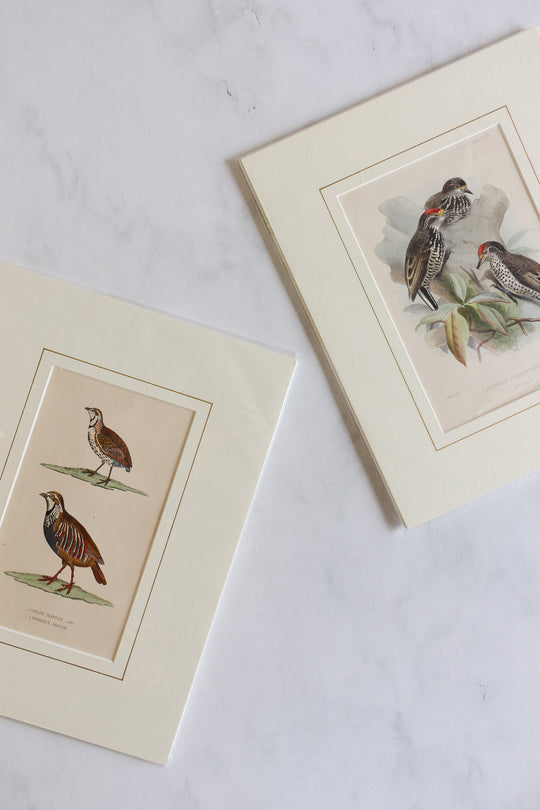 antique ornithological prints
