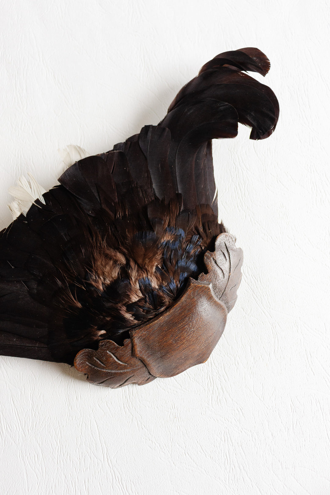 1920s French hunting trophy in Black Forest mahogany mount