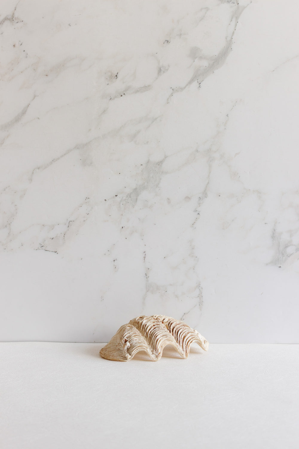 vintage french natural giant clam shell