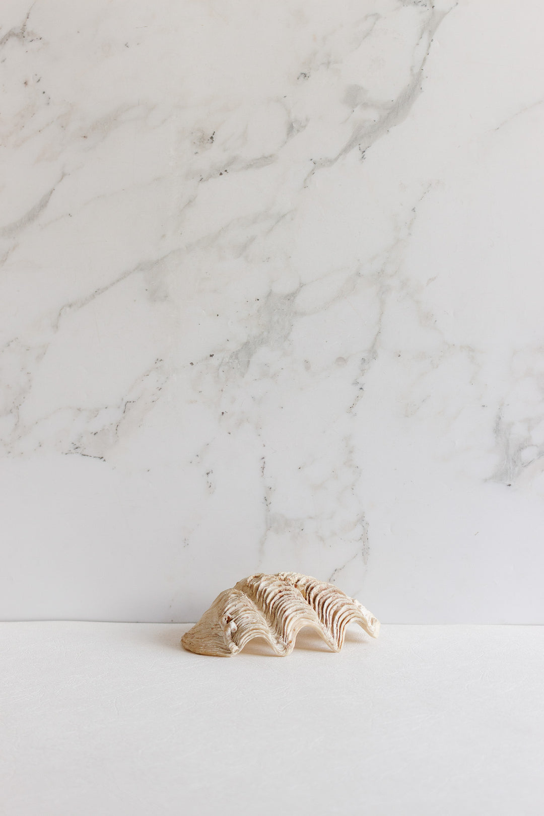 vintage french natural giant clam shell