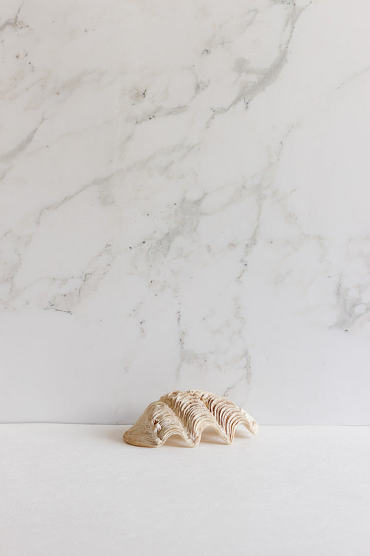 vintage french natural giant clam shell