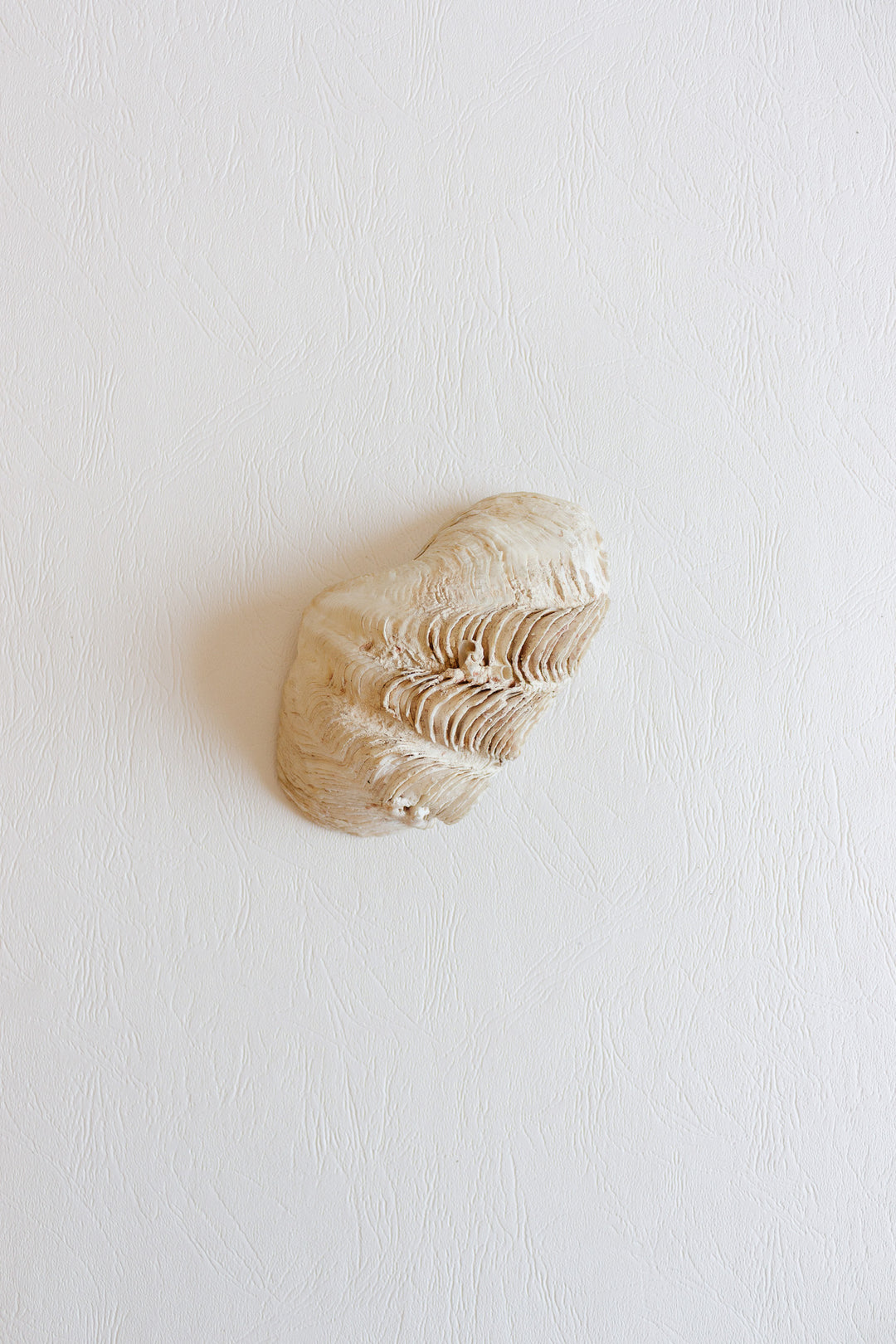 vintage french natural giant clam shell