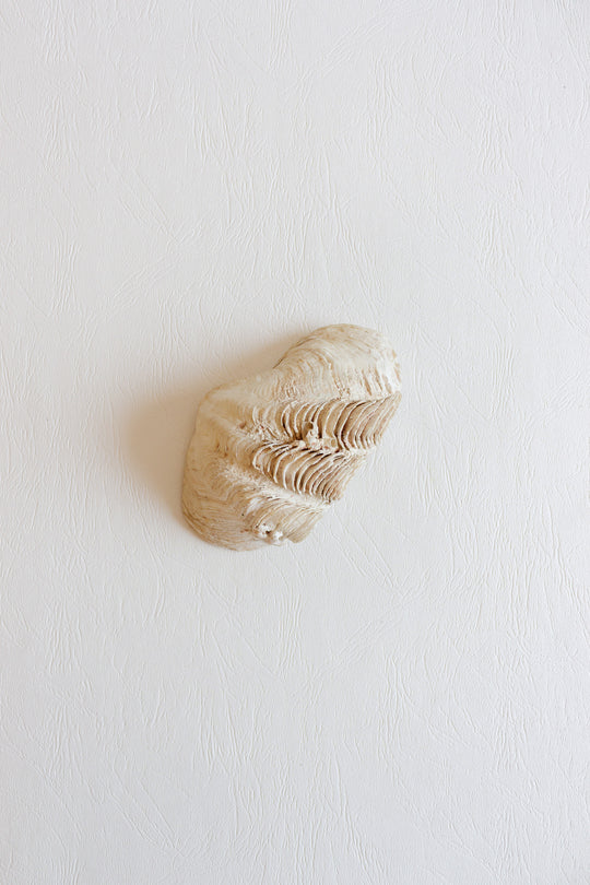 vintage french natural giant clam shell