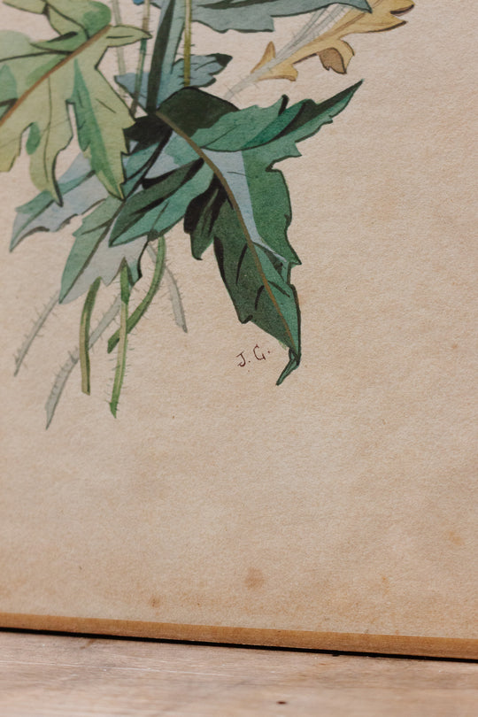 fleurs en aquarelle par j. carnoy