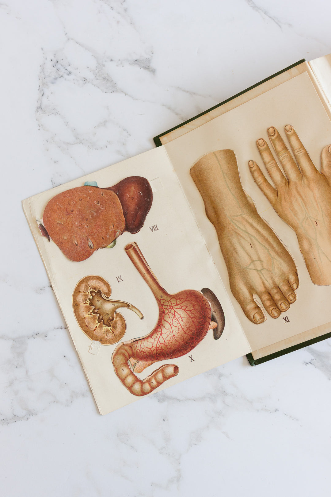 art nouveau medical Bilz book