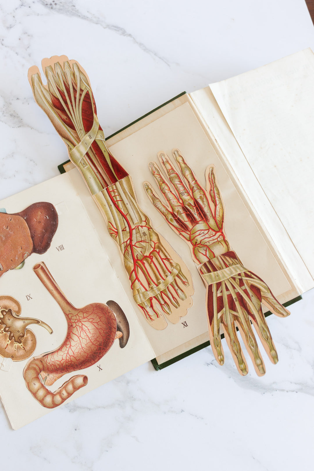 art nouveau medical Bilz book
