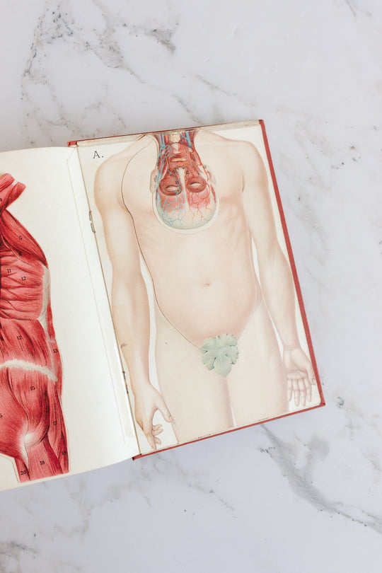 art nouveau medical Bilz book
