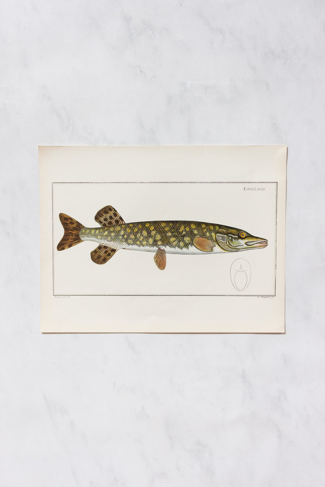 rare midcentury “des poissons” lithographs