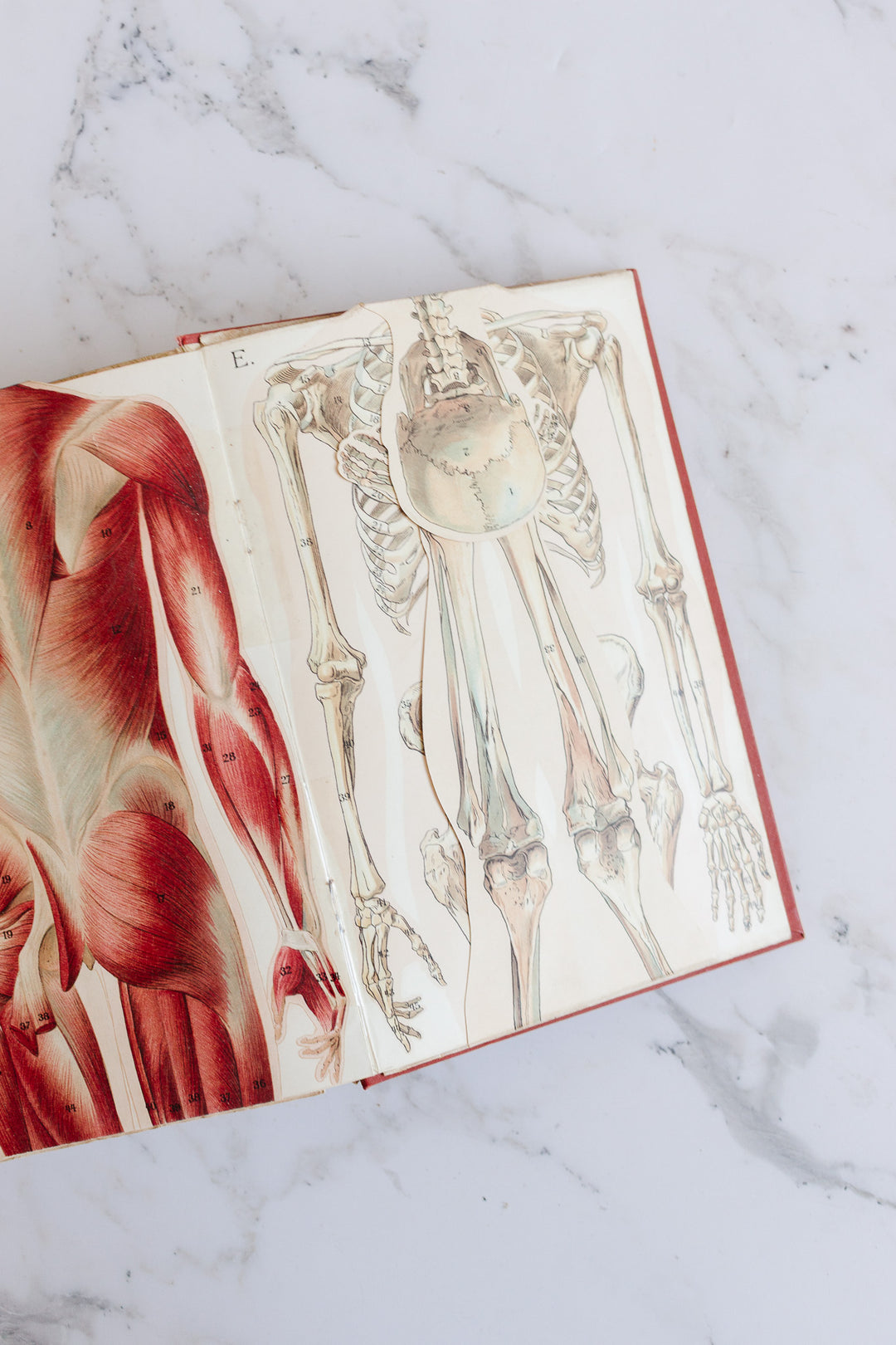 art nouveau medical Bilz book