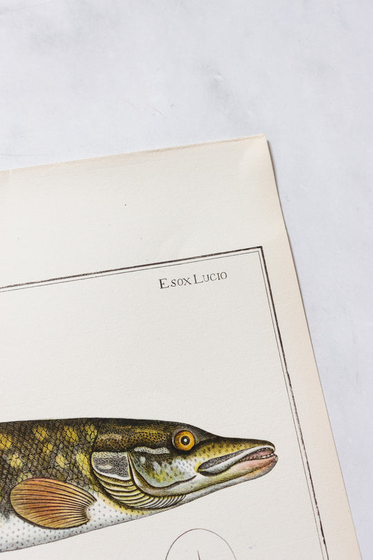 rare midcentury “des poissons” lithographs