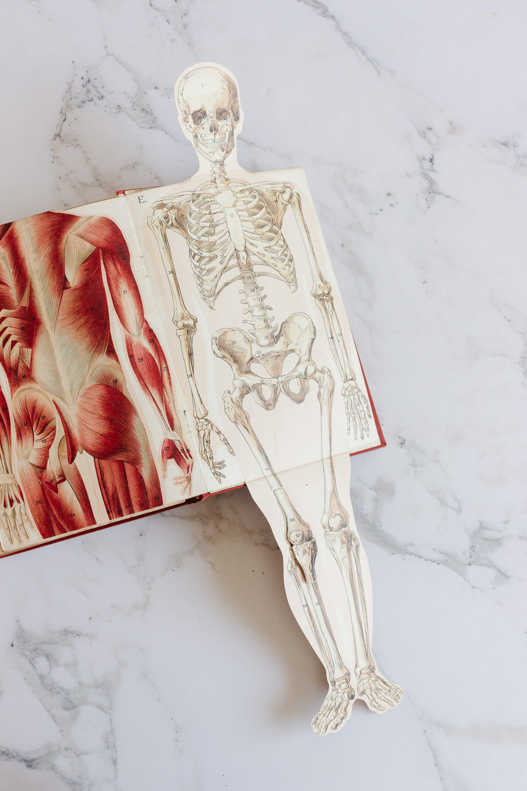 art nouveau medical Bilz book