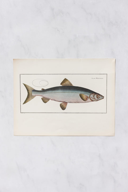 rare midcentury “des poissons” lithographs