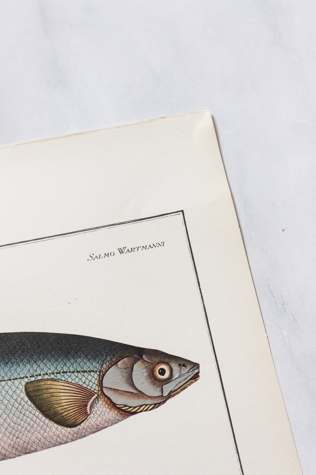 rare midcentury “des poissons” lithographs