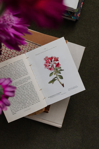 rare "nouvelle flore coloriée" alpes et les pyrénées