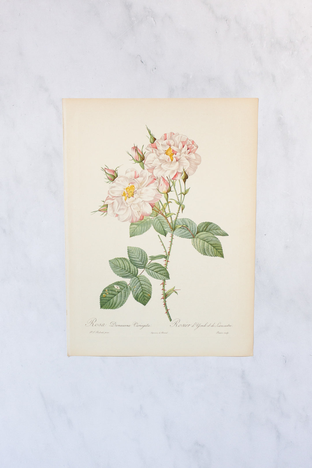 1950s french PJ Redouté botanical lithographs