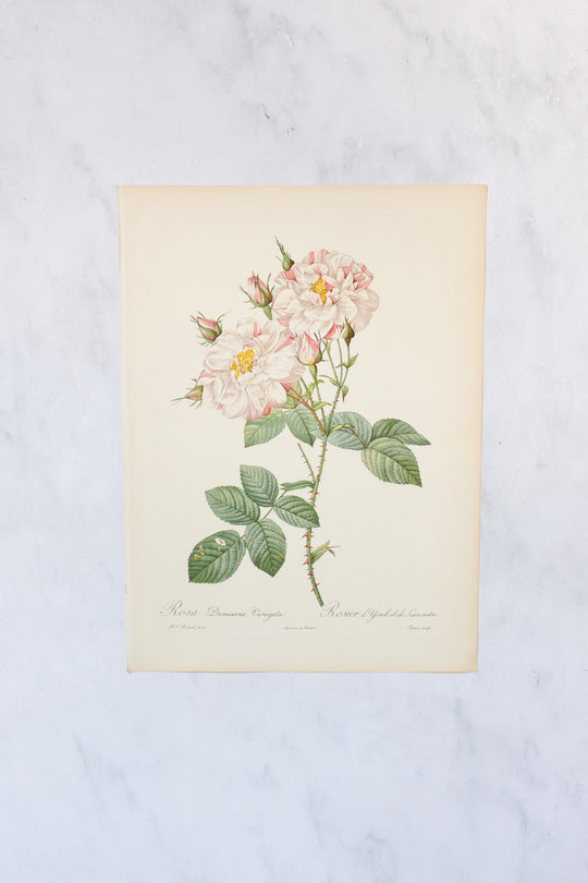 1950s french PJ Redouté botanical lithographs