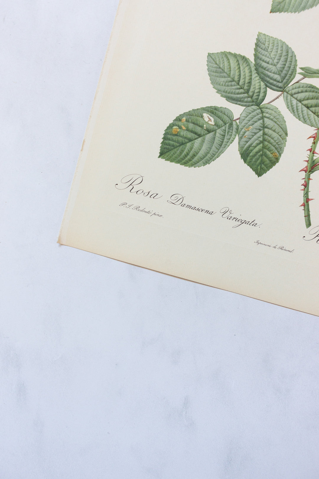 1950s french PJ Redouté botanical lithographs