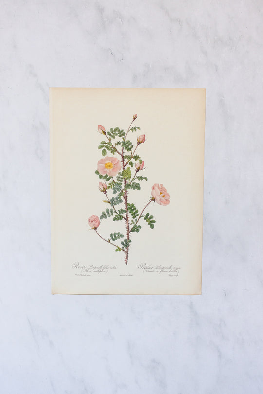 1950s french PJ Redouté botanical lithographs