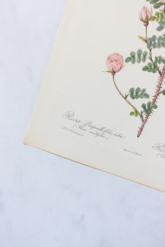 1950s french PJ Redouté botanical lithographs