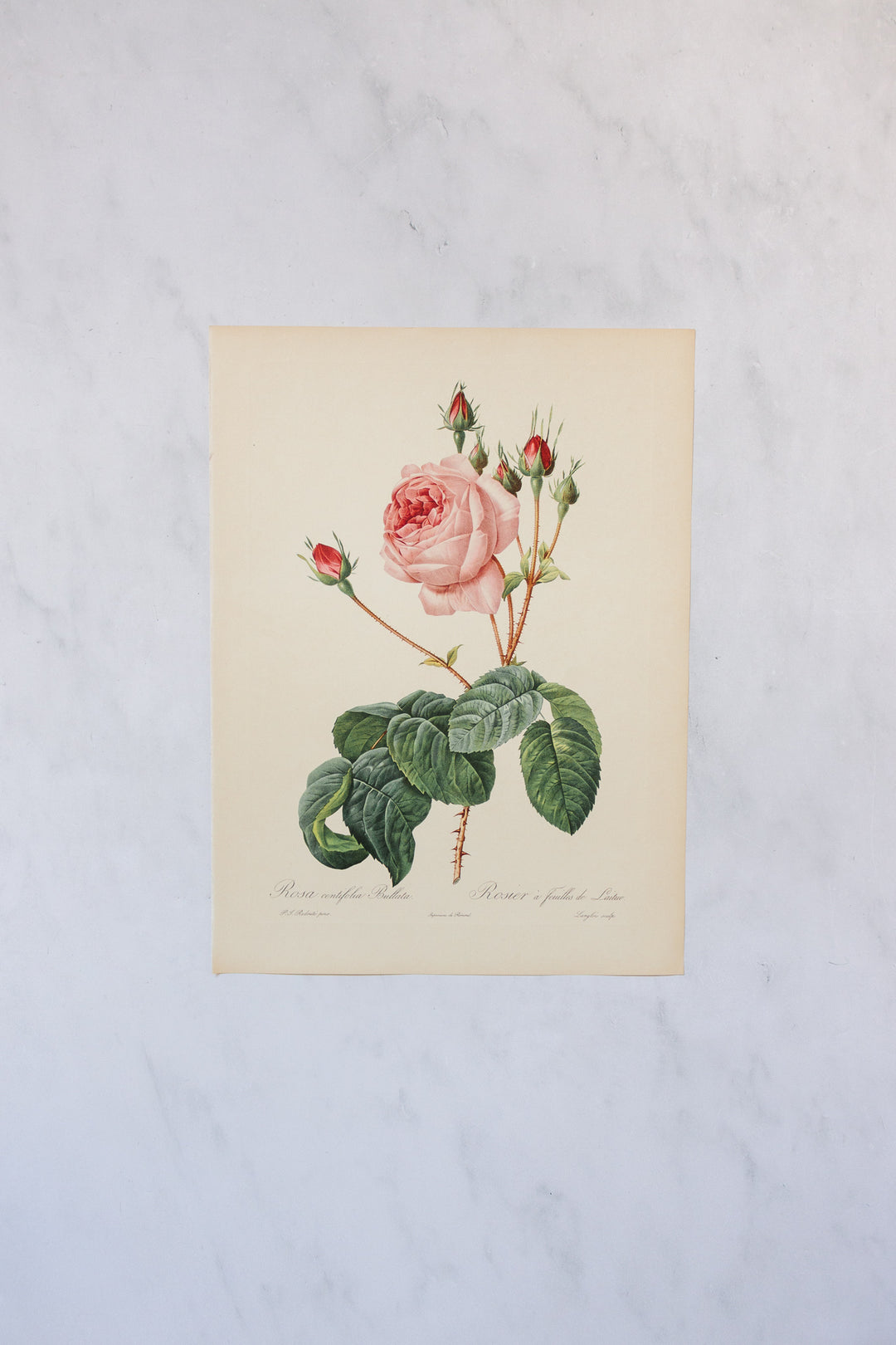 1950s french PJ Redouté botanical lithographs