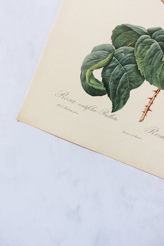 1950s french PJ Redouté botanical lithographs