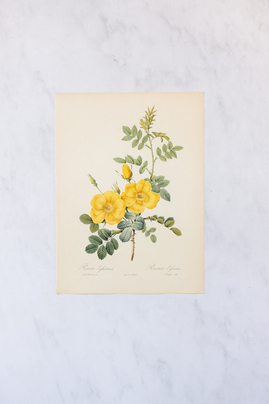 1950s french PJ Redouté botanical lithographs