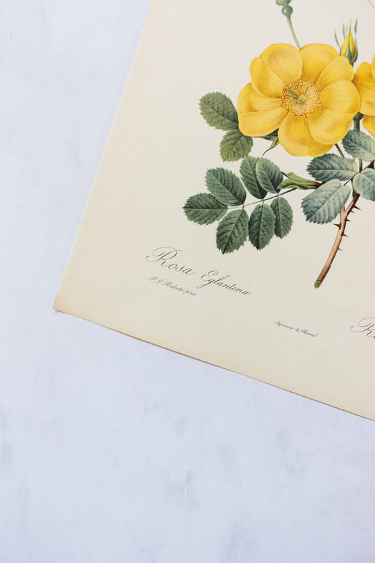 1950s french PJ Redouté botanical lithographs