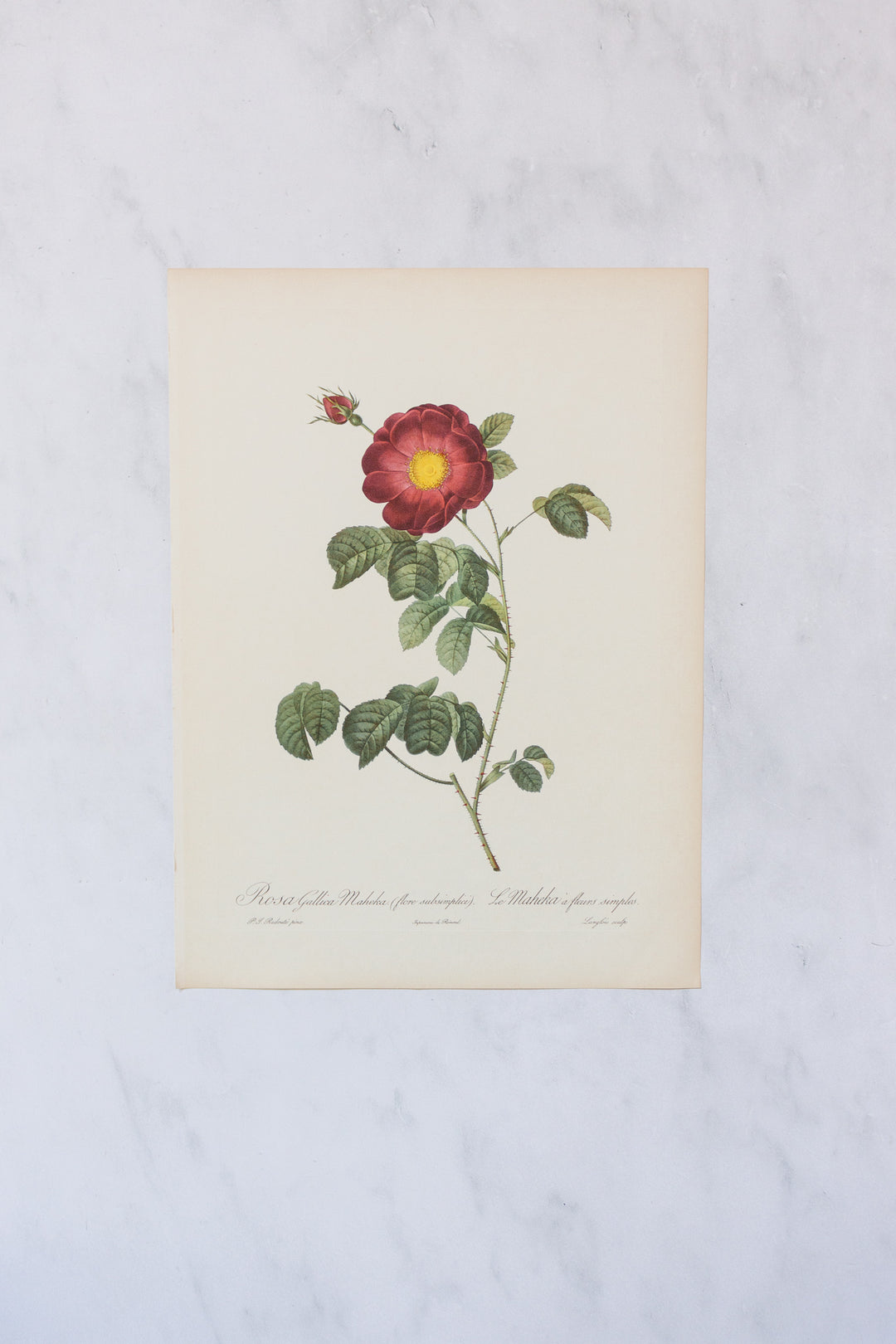 1950s french PJ Redouté botanical lithographs