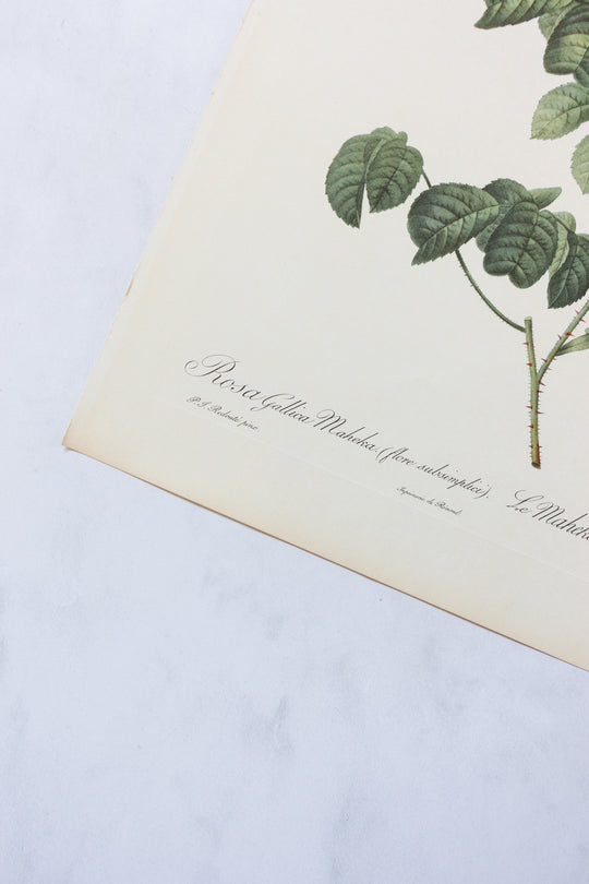 1950s french PJ Redouté botanical lithographs