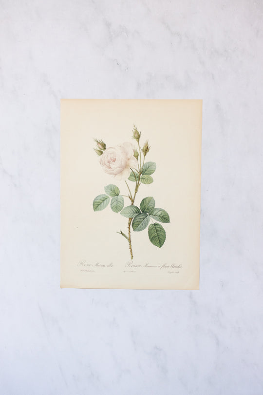 1950s french PJ Redouté botanical lithographs