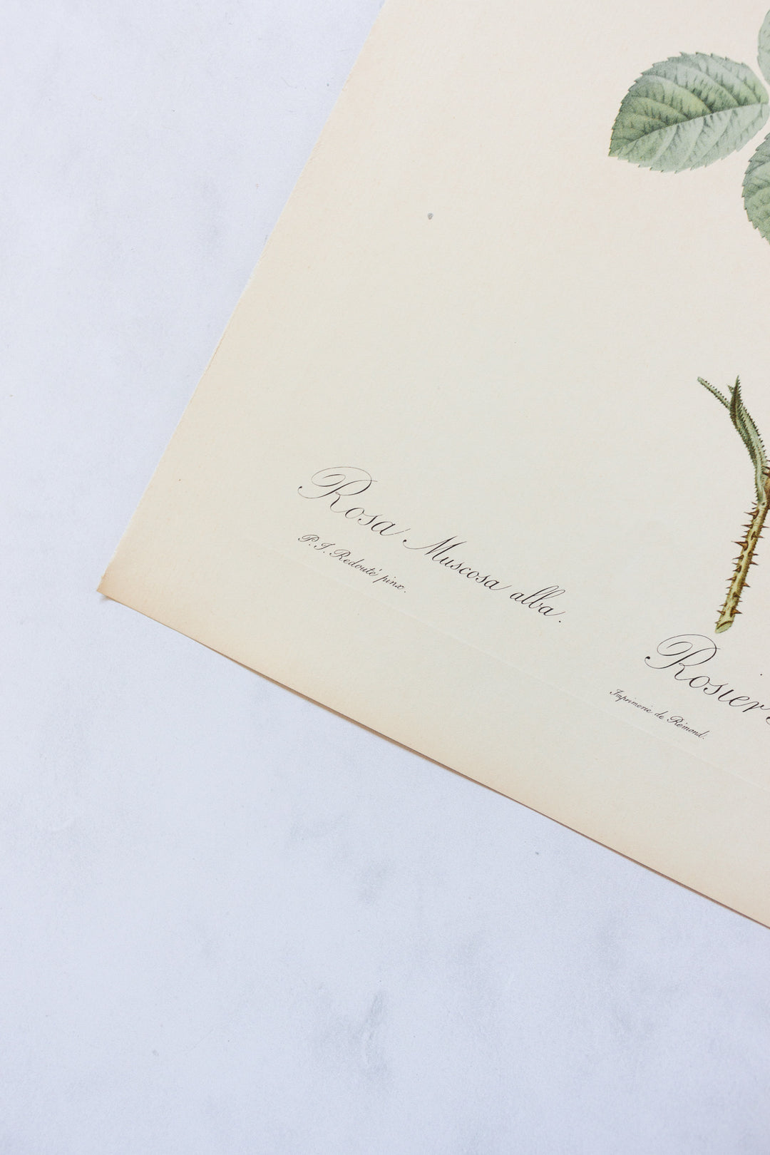 1950s french PJ Redouté botanical lithographs