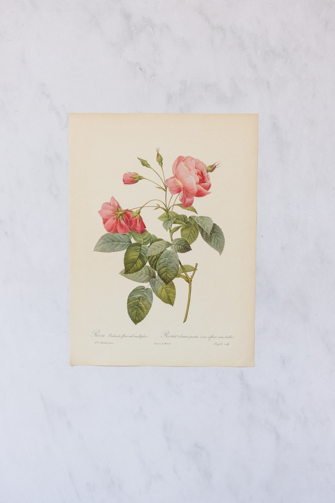 1950s french PJ Redouté botanical lithographs