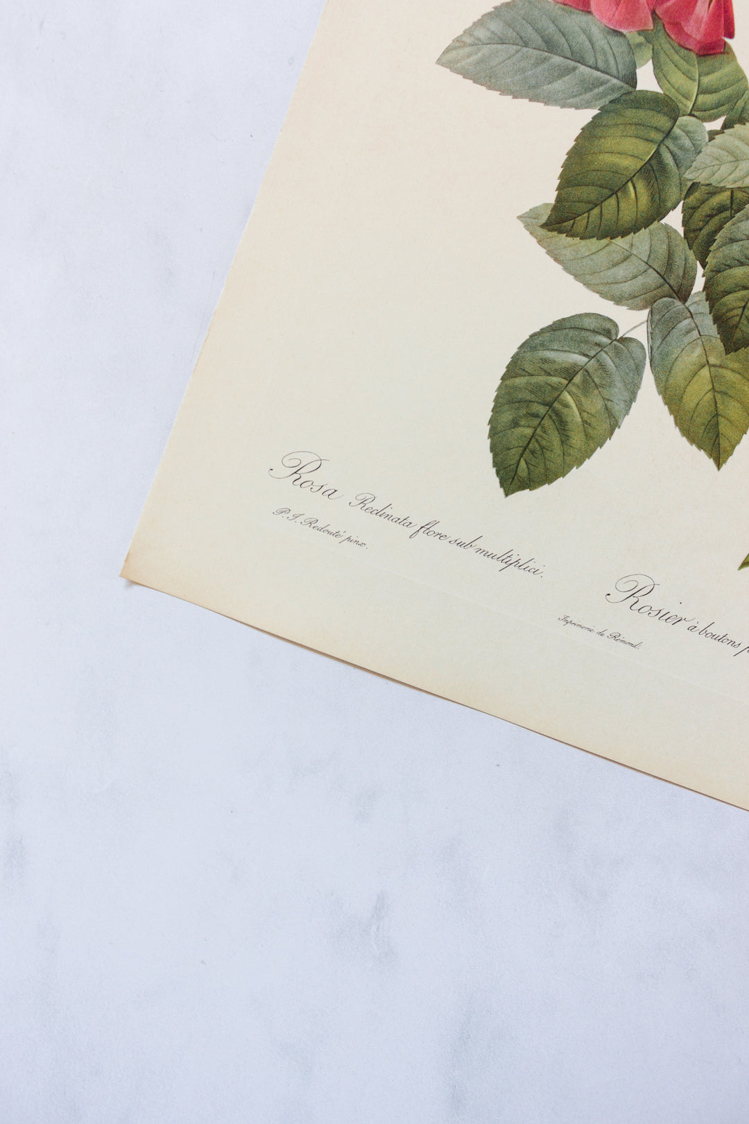 1950s french PJ Redouté botanical lithographs