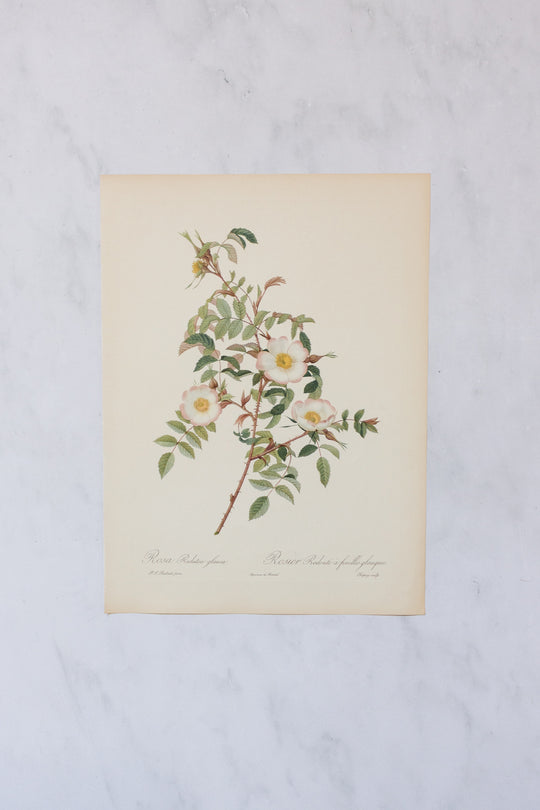 1950s french PJ Redouté botanical lithographs