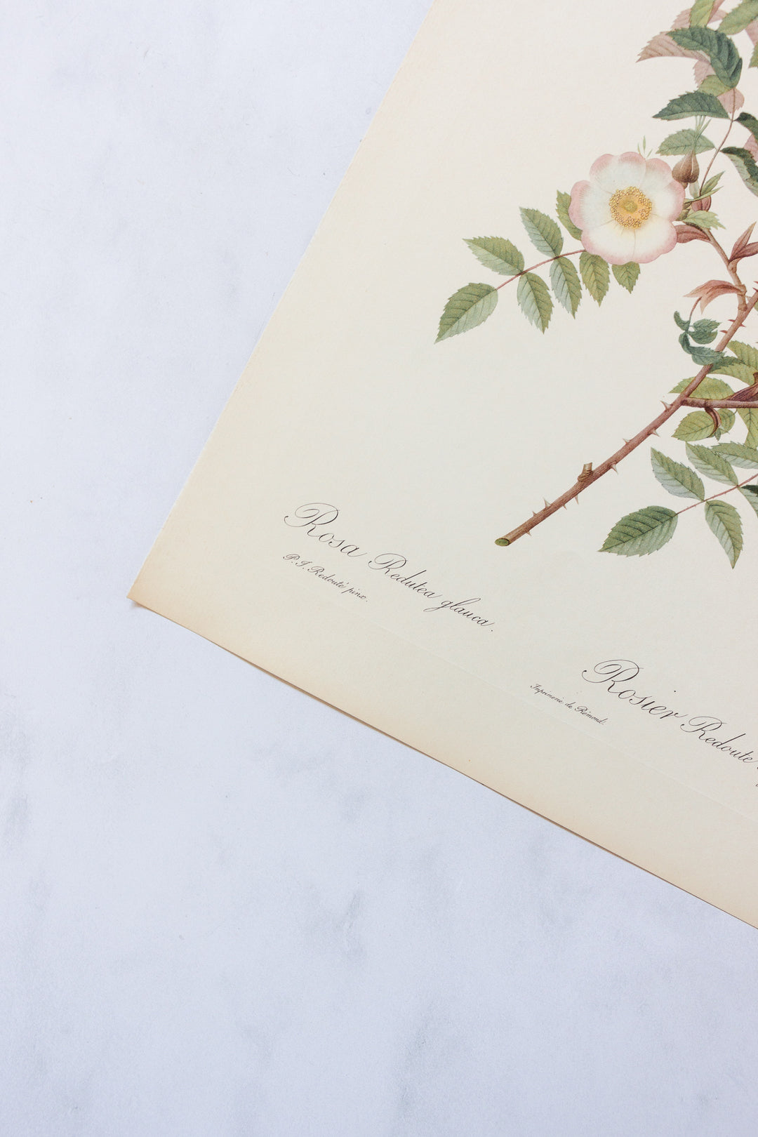 1950s french PJ Redouté botanical lithographs