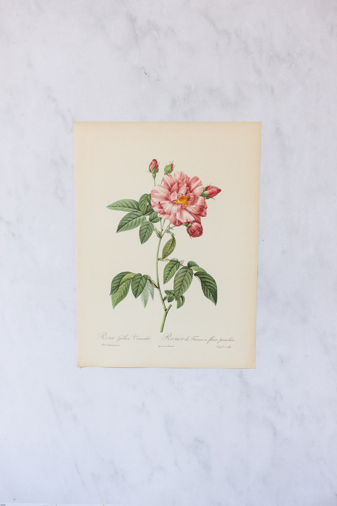 1950s french PJ Redouté botanical lithographs