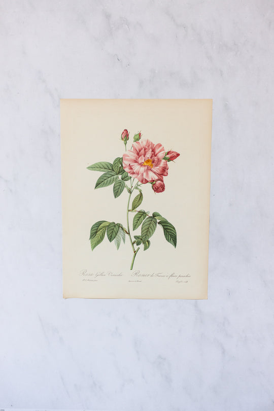 1950s french PJ Redouté botanical lithographs