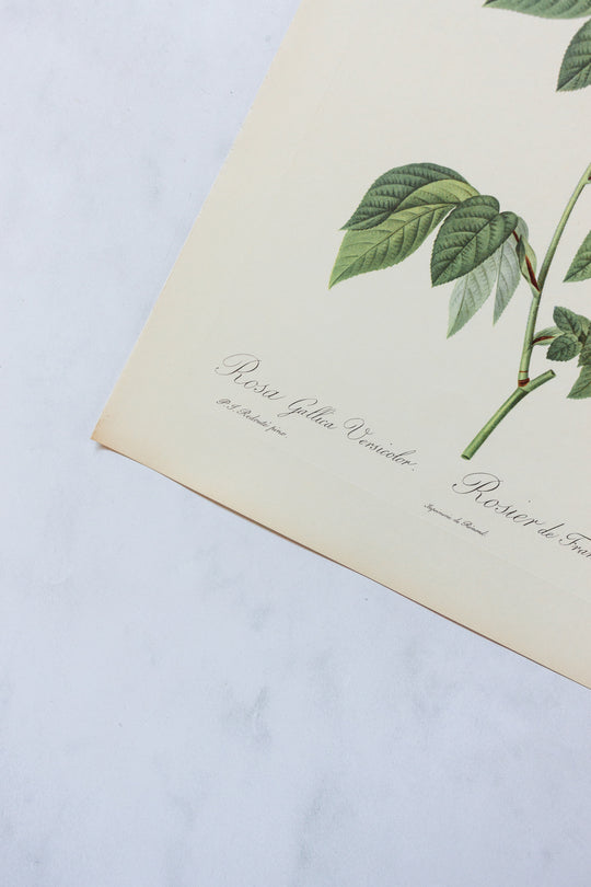 1950s french PJ Redouté botanical lithographs