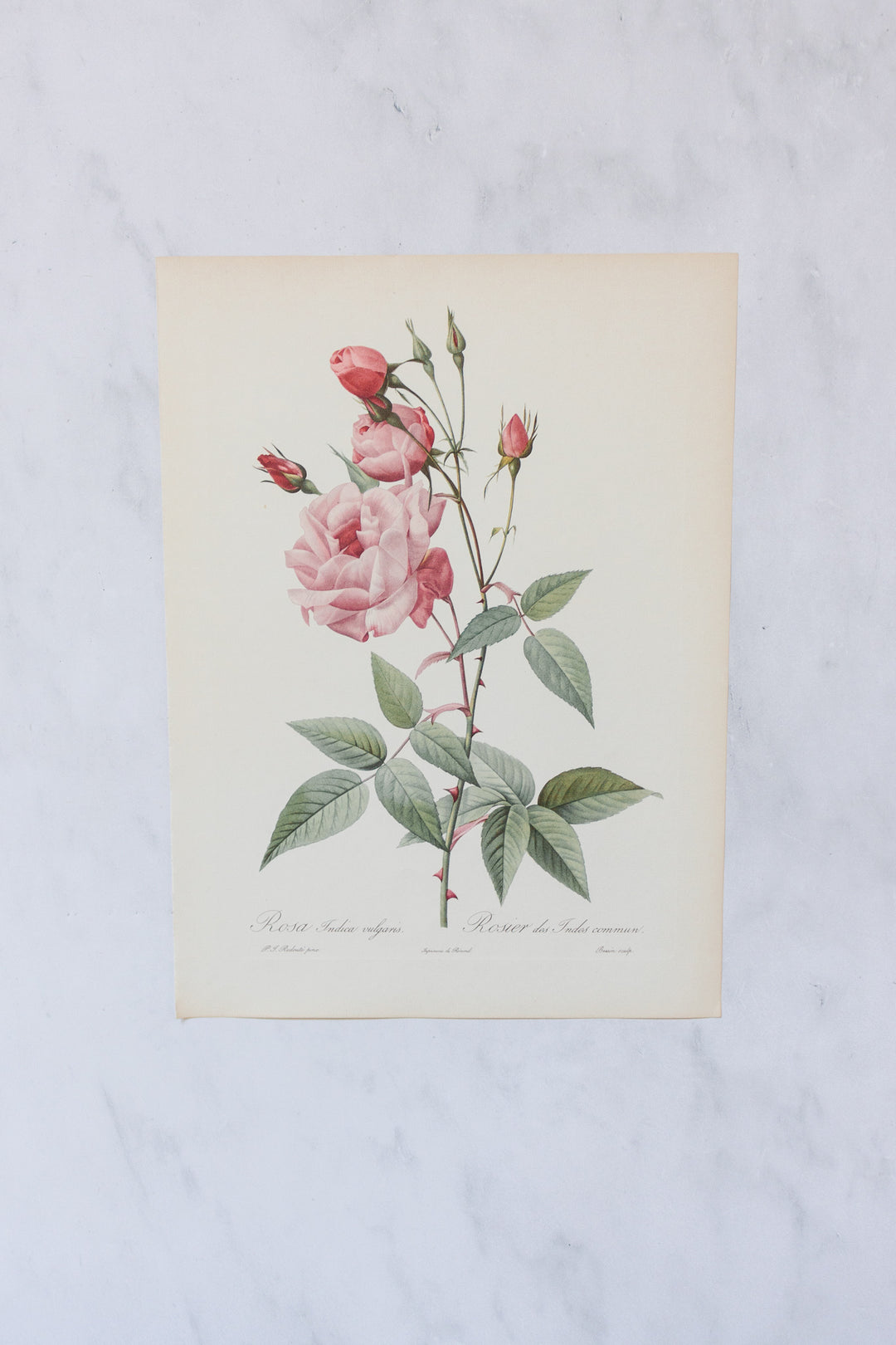 1950s french PJ Redouté botanical lithographs