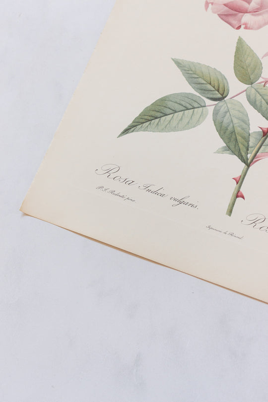 1950s french PJ Redouté botanical lithographs