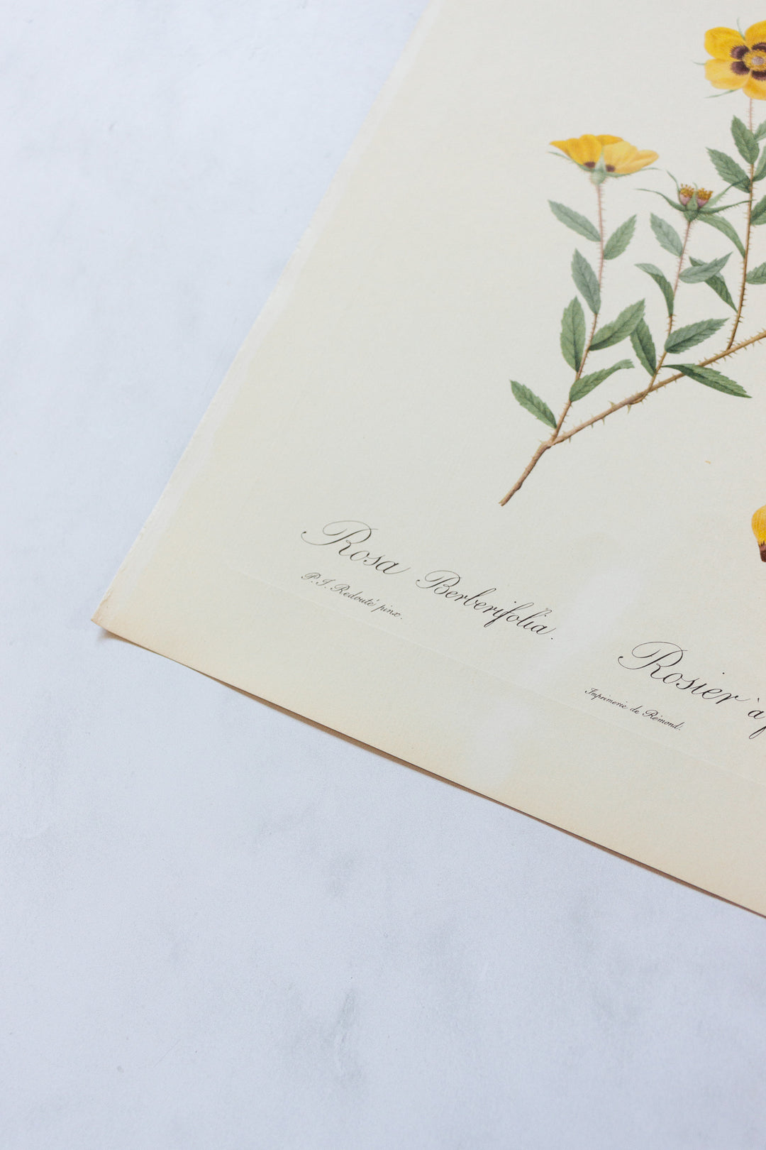 1950s french PJ Redouté botanical lithographs