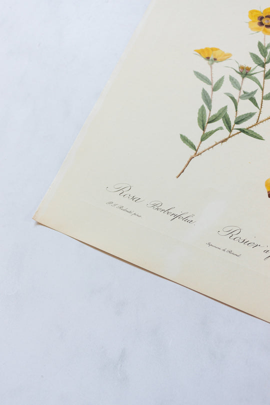 1950s french PJ Redouté botanical lithographs