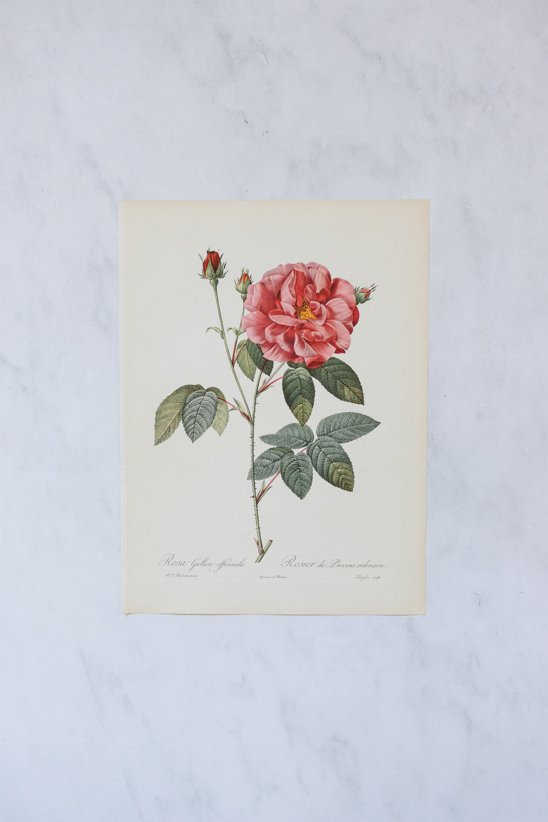 1950s french PJ Redouté botanical lithographs