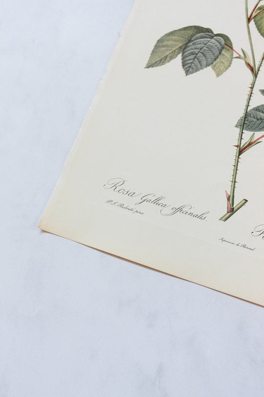 1950s french PJ Redouté botanical lithographs