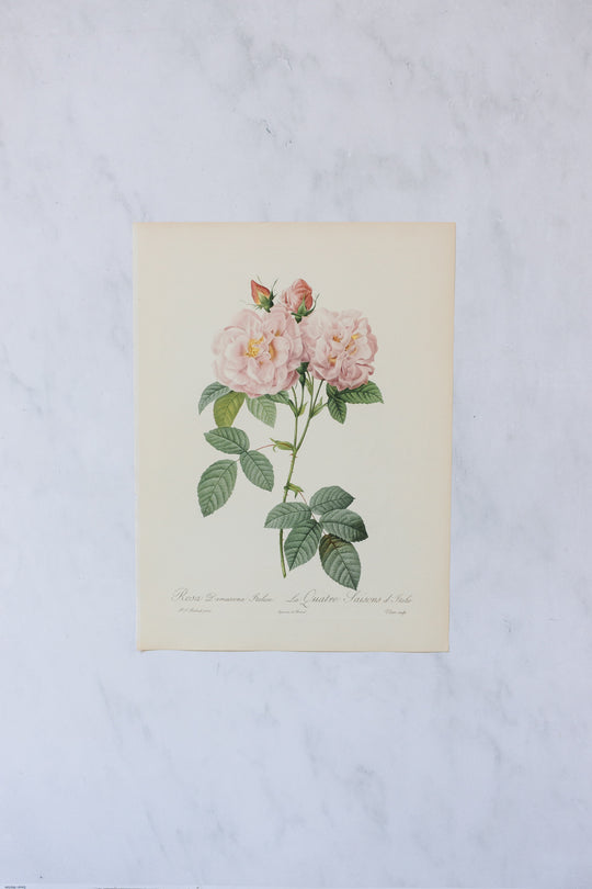 1950s french PJ Redouté botanical lithographs