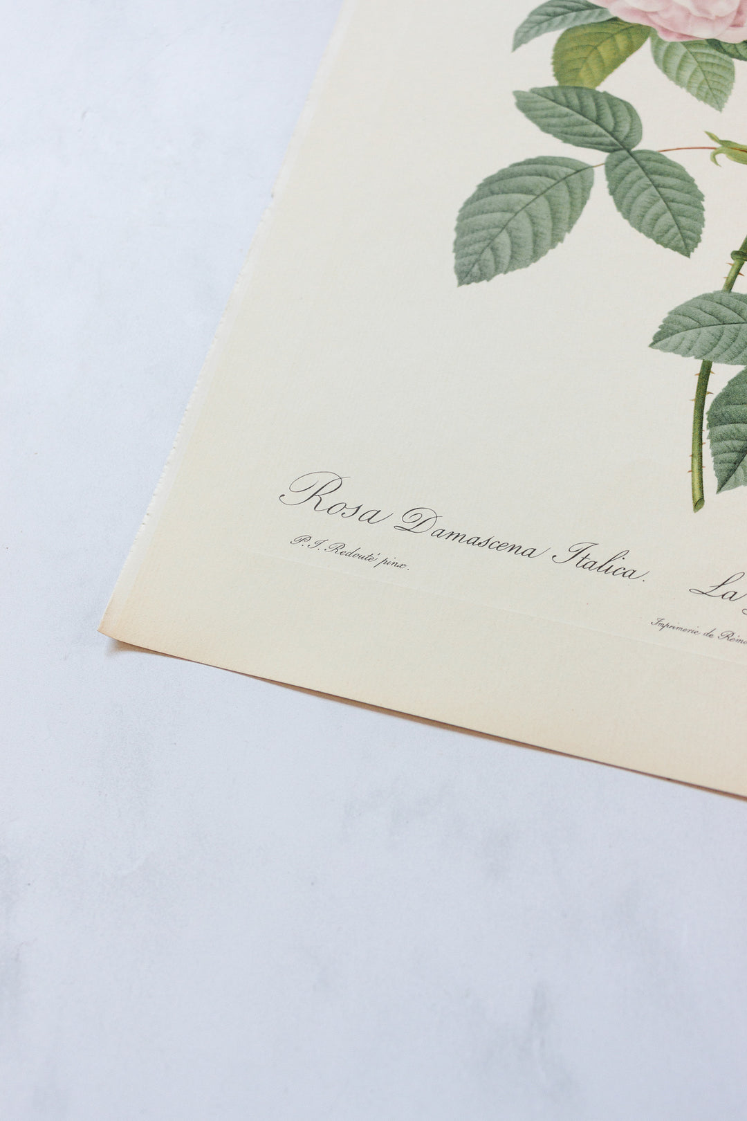 1950s french PJ Redouté botanical lithographs