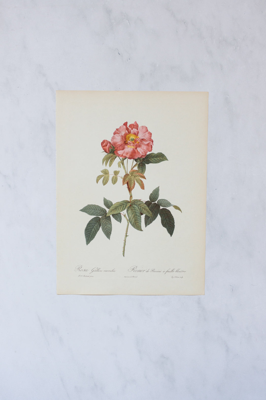 1950s french PJ Redouté botanical lithographs