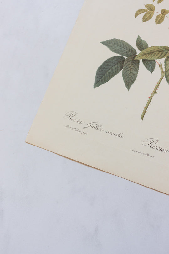 1950s french PJ Redouté botanical lithographs