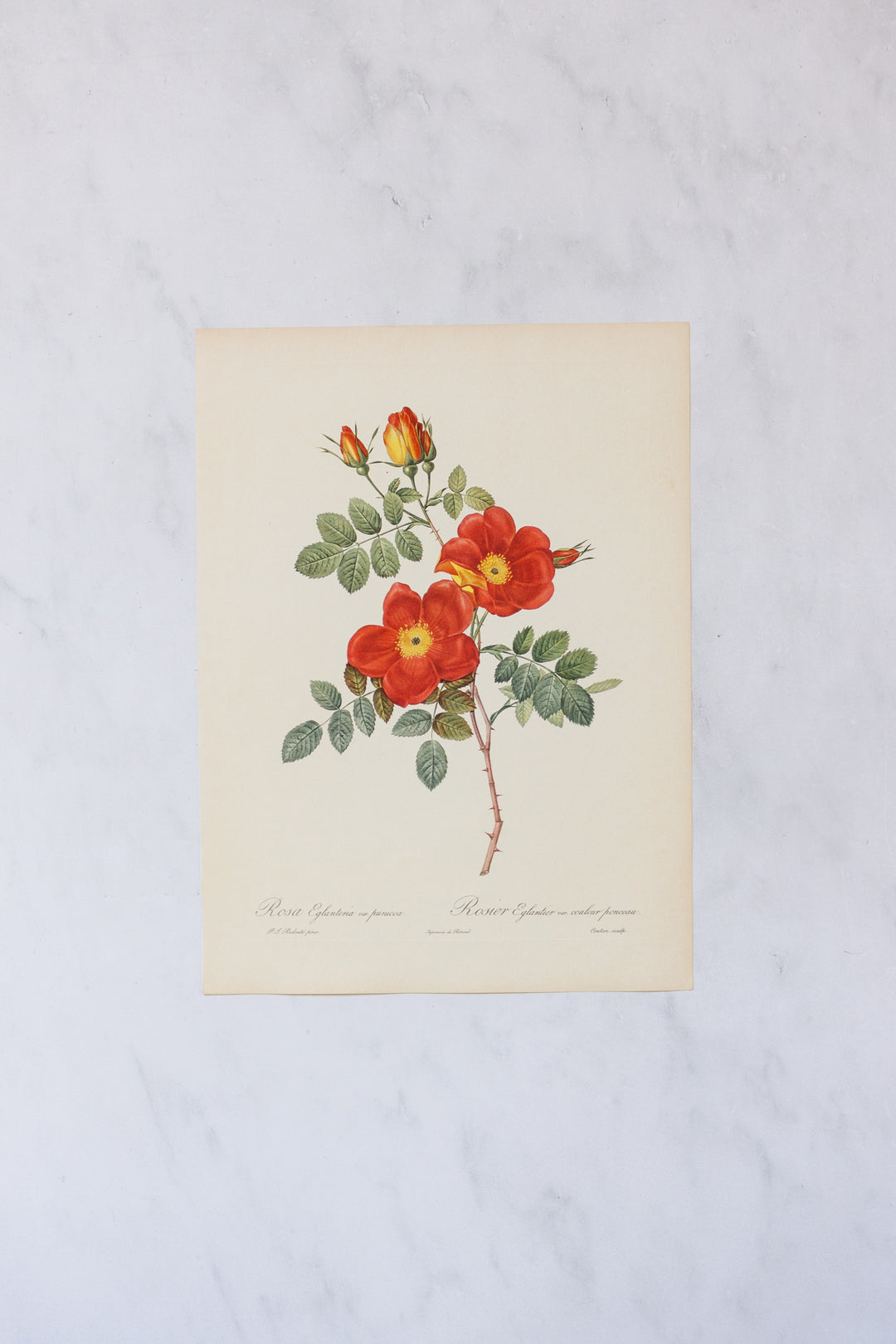 1950s french PJ Redouté botanical lithographs